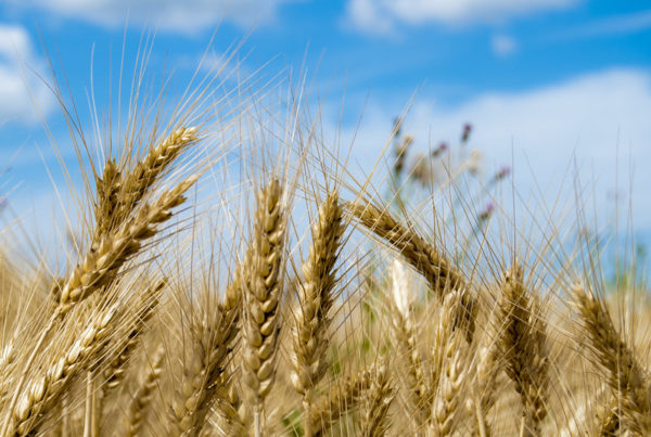 How will the war in Ukraine affect global hunger?