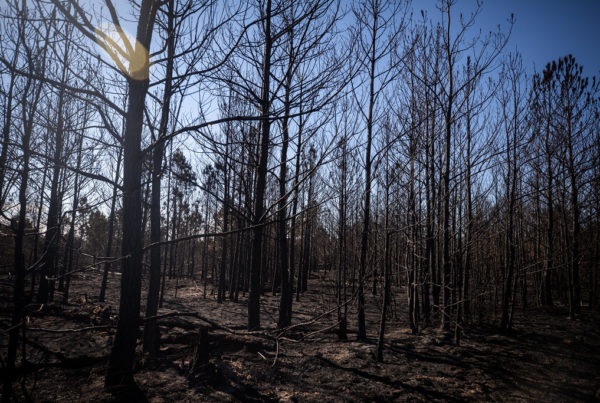 Wildfires ravage Central and West Texas as dry, windy conditions continue