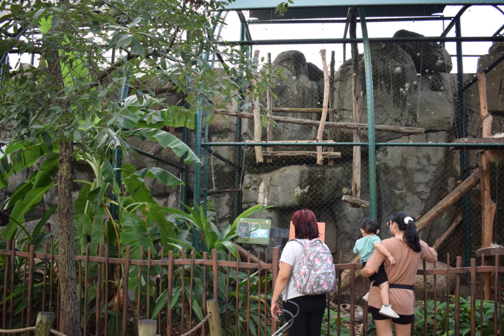 two adults and a child look into the ocelot exhibit at the Houston Zoo