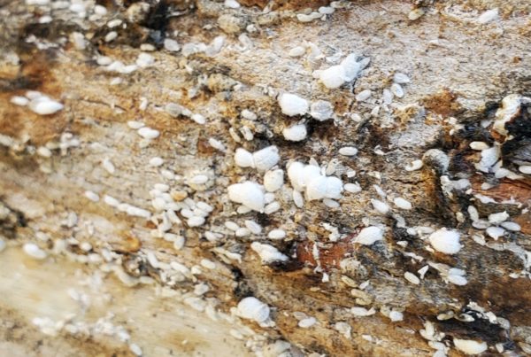 Texans should watch their crepe myrtle trees for these destructive pests