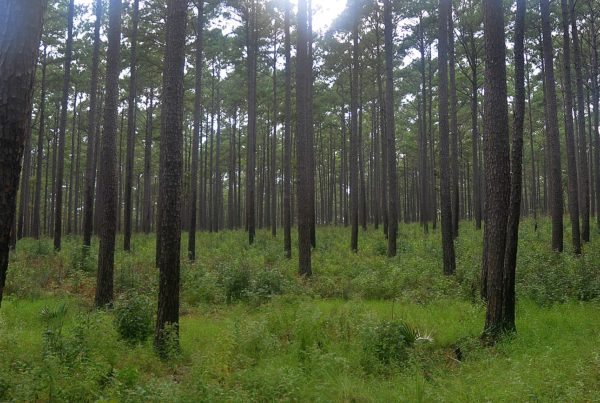 Amid troubling UN climate report, Texas ecologist says we have to act fast to adapt to a warming planet