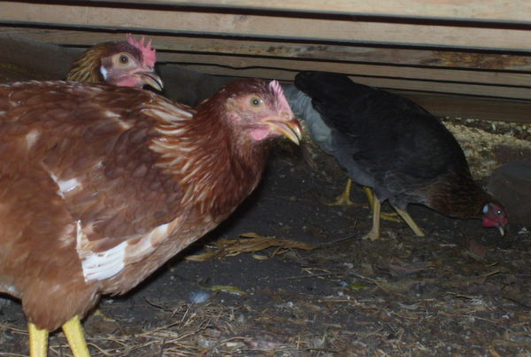 Experts advise vigilance as avian flu threatens Texas’ commercial poultry population