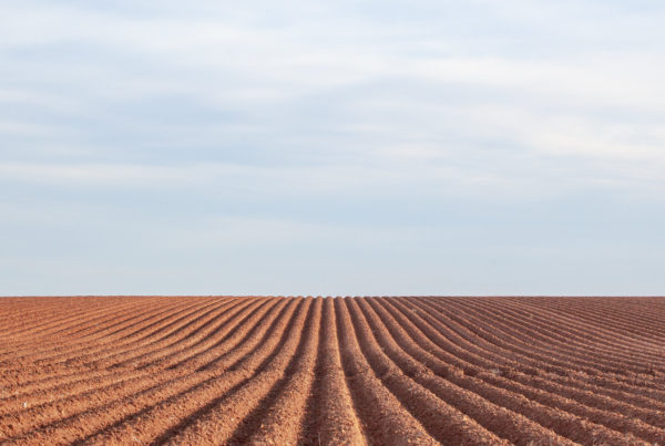 Drought in West Texas and Panhandle makes growing feed grain a challenge