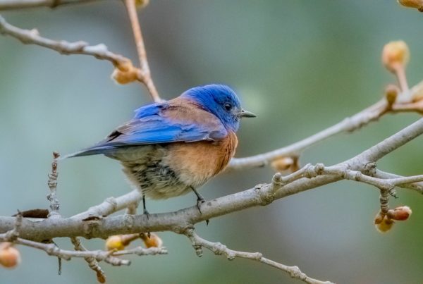 Typewriter Rodeo: Nesting Bluebirds