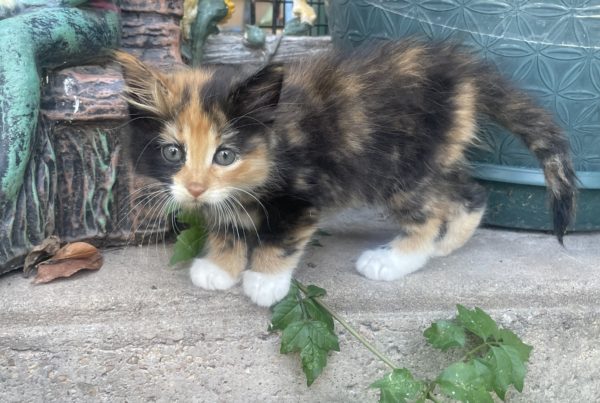 Find a kitten? Why taking it to a shelter should be your last resort.
