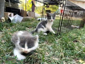 two grey and white kittens play in the grass near an open cage-like kennel