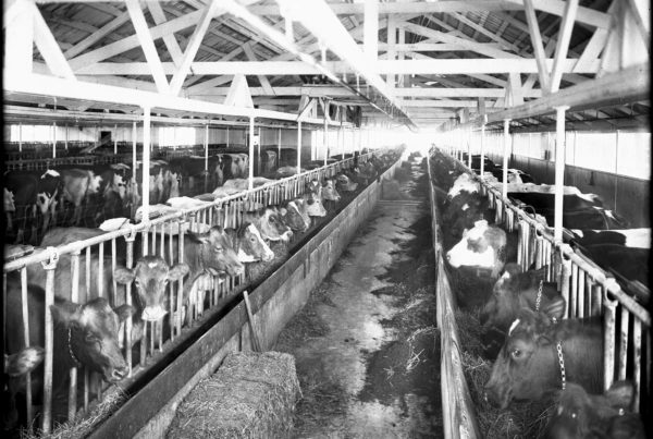 Why the Texas dairy industry keeps growing