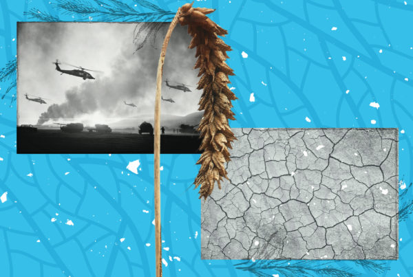 Many Texas farmers to miss out on record wheat prices as drought intensifies
