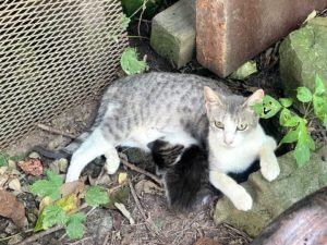 a grey and white mother cat nurses kittens outside