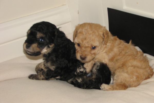 New Dallas ordinance will ban puppy and kitten sales from pet stores