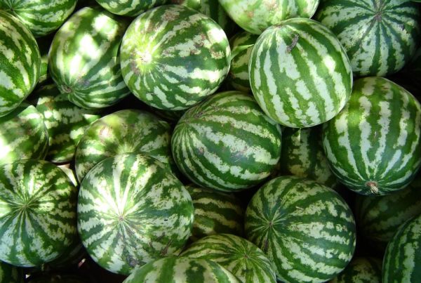 Texas melons will be extra sweet this season, despite lower yields overall