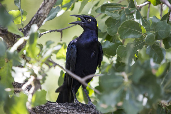 Typewriter Rodeo: Grackle!