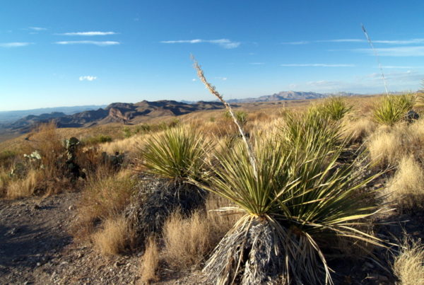 Are Texas sotol makers helping or hurting their Mexican counterparts?