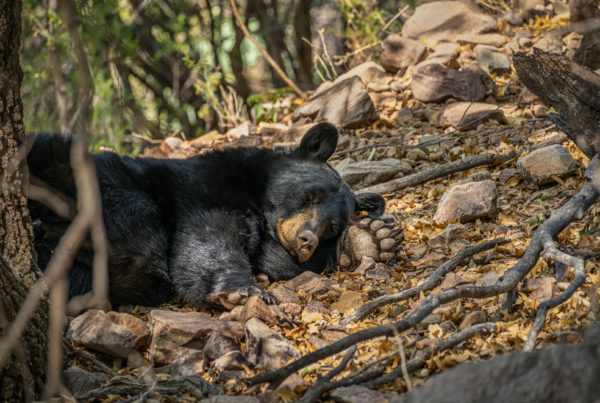 Texas’ first nature doc hopes to spark conversations about conservation