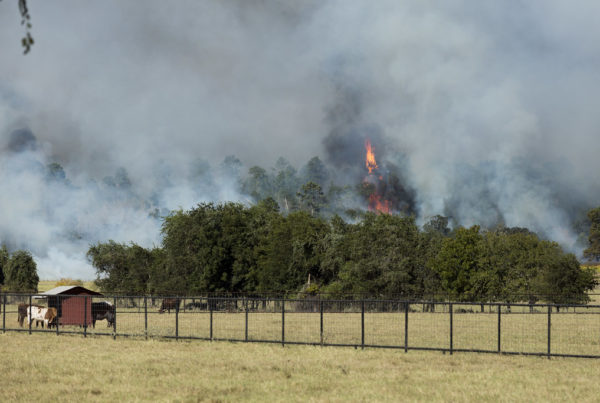 How is exposure to wildfire smoke affecting the health of livestock?