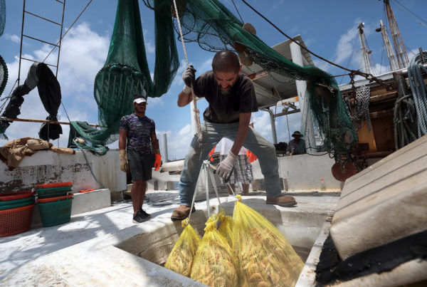 Texas shrimp industry faces labor shortage