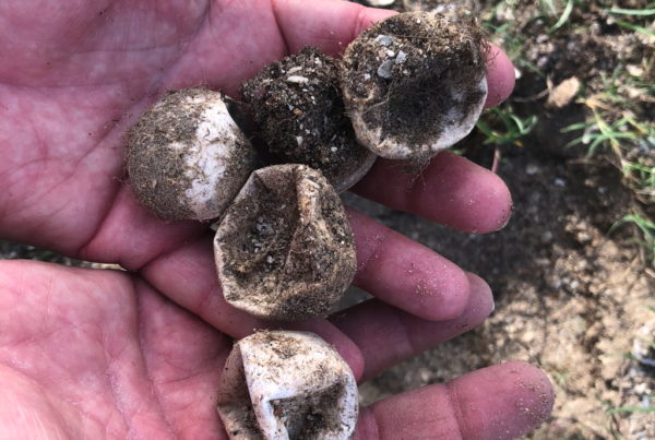 In ‘a conservation victory,’ 45 endangered sea turtles hatch on Texas beach, make it to the water