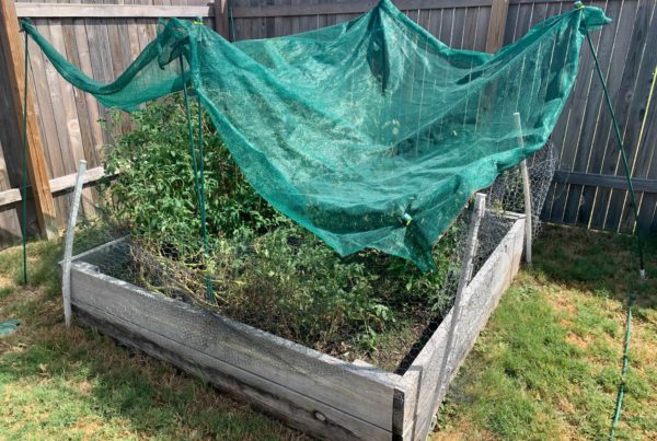 How to keep your garden going during a drought