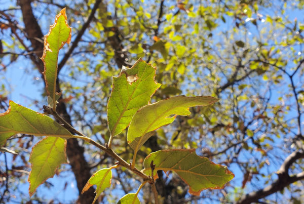 Researchers find oak tree thought to be extinct at Big Bend National Park