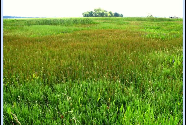 Hurricane Harvey reinforced the value of a pristine Katy Prairie. Development continues anyway.