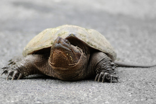Typewriter Rodeo: Turtle Crossing