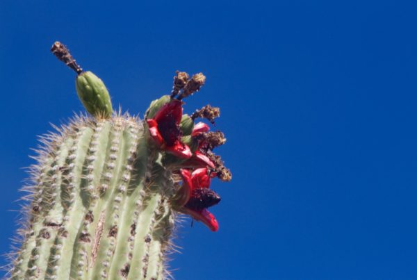 Typewriter Rodeo: Giant Cacti