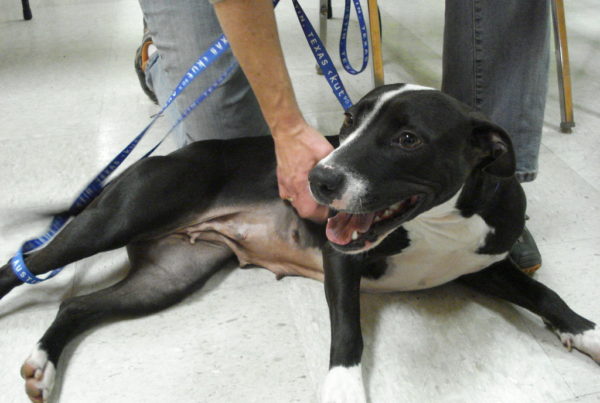‘Trying to think outside the box’: Maxed-out animal shelters in Texas look to leaders, community for help