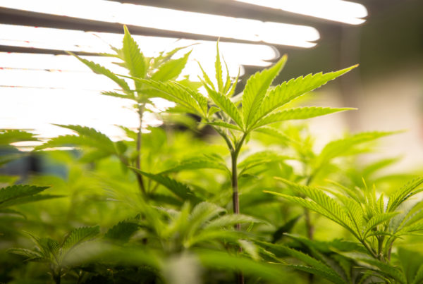 Is cannabis cuisine high-end dining, or just a passing craze?