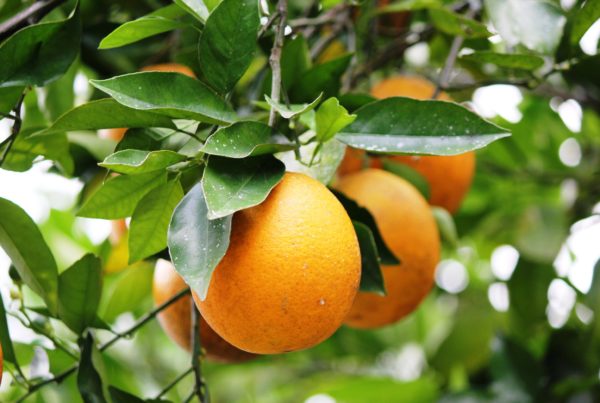 Citrus prices rise after Hurricane Ian, but Texas growers unlikely to reap windfall