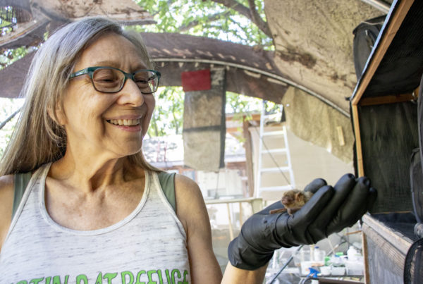 This Texan wants to protect bats from climate change and human activity