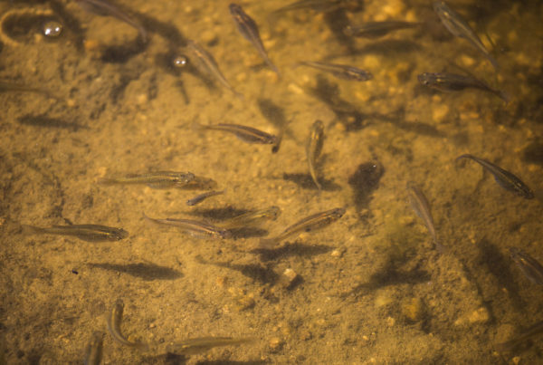 Typewriter Rodeo: Something about the fishes of Texas