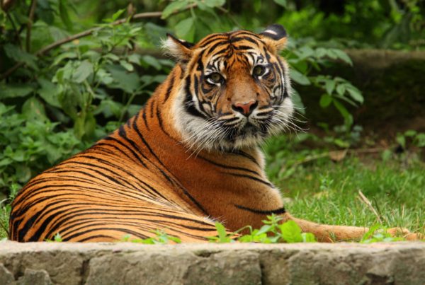 A new federal law aims to reduce the number of big cats that call Texas home