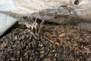 Webbing from Indianmeal moths the inside of a bag of sunflower seeds.