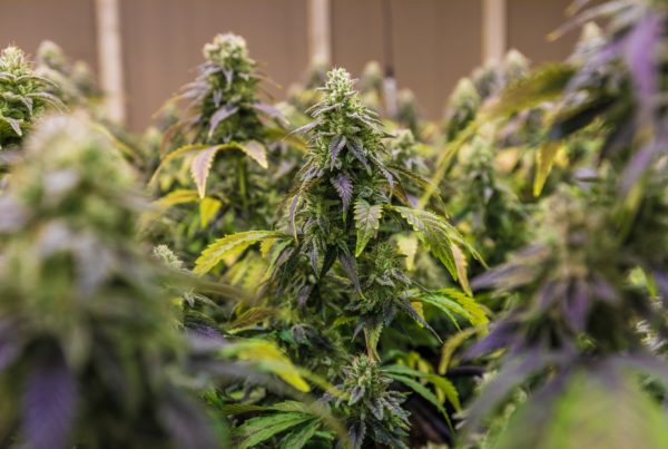 Changing winds? These are the marijuana bills we’re watching in this year’s legislative session
