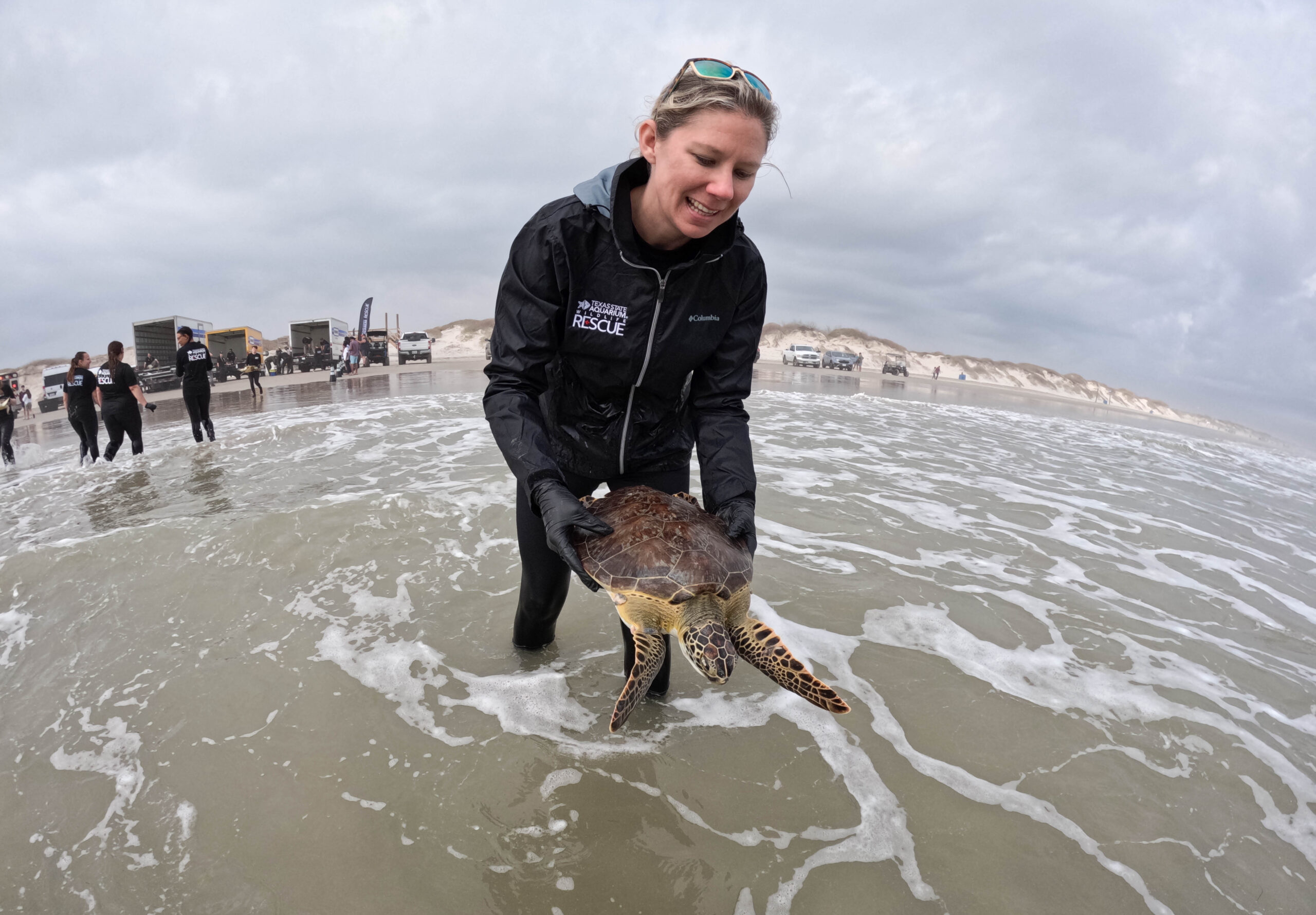 A woman in a wet suit stands in the shallows of a beach. She's holding a sea turtle, which she is easing into the water.