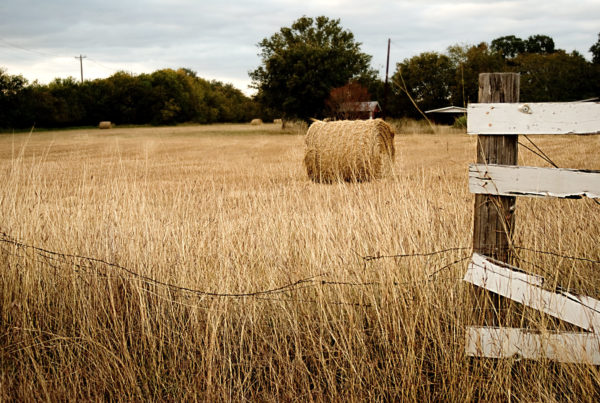 After years of drought, ranchers face a historic hay shortage