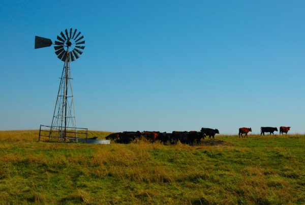 Typewriter Rodeo: Farmland