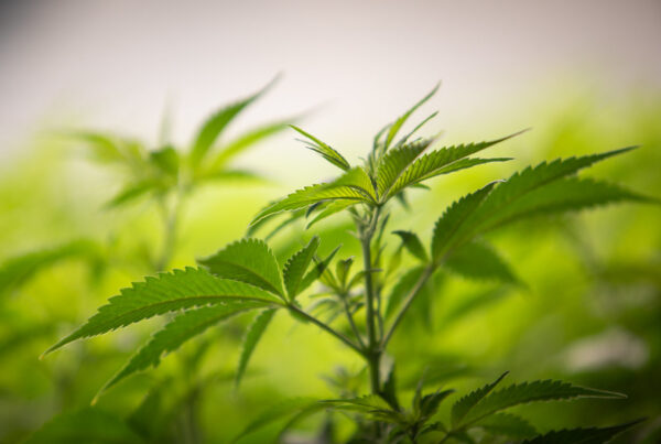 Oklahoma says no to recreational pot