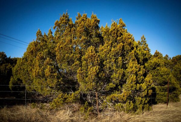 A new report says Austin allergies aren’t that bad. Locals beg to differ.