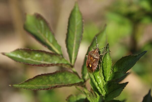 Stink bugs release more than a smell – they can stain your skin, too