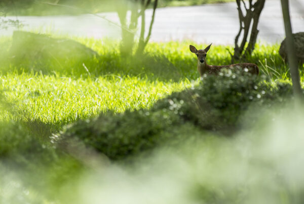 Fatal deer disease continues to spread in Texas