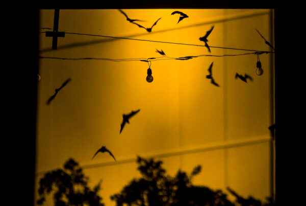 More than half of the continent’s bat species are facing population loss
