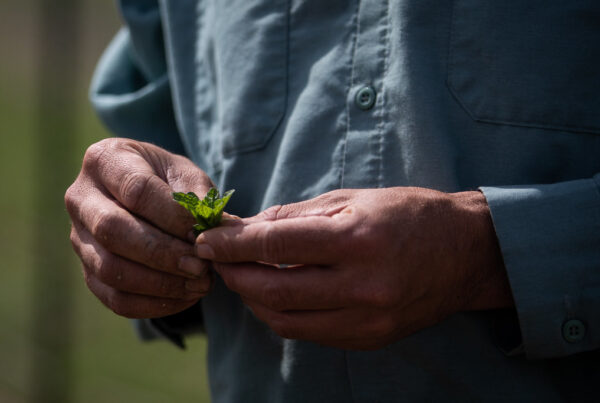 Typewriter Rodeo: Green Thumbs