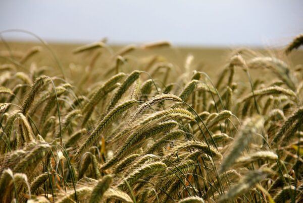 Why the Farm Bill is a big deal, and not just for farmers