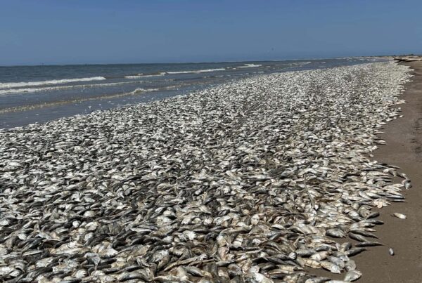 Why did thousands of dead fish wash up on Texas beaches?