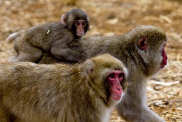 Japanese snow monkeys have called South Texas home for 50 years. How?