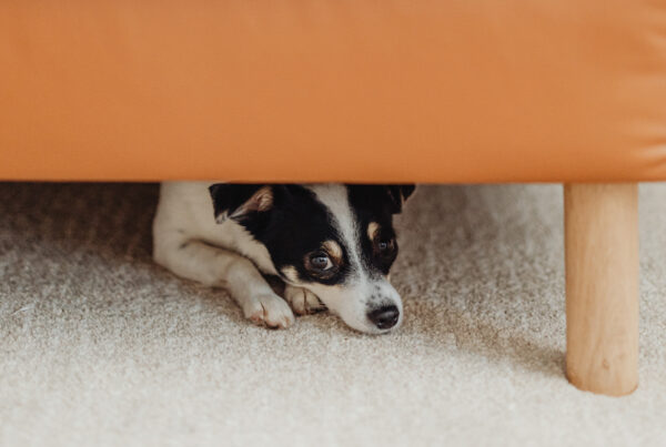 Here are ways to help your pet cope with the fireworks this Fourth of July