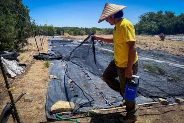 Central Texas farmers and ranchers are on the frontlines of this summer’s record-breaking heat