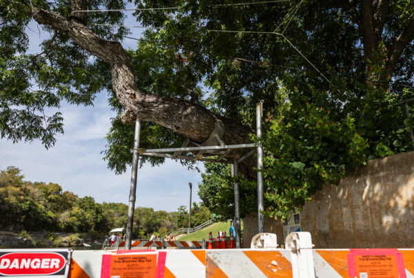 Why trees can’t be ‘saved’ from fungal diseases like the one killing Barton Springs’ iconic pecan