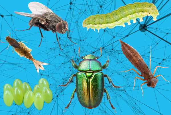 A bug’s life: understanding insect transformation